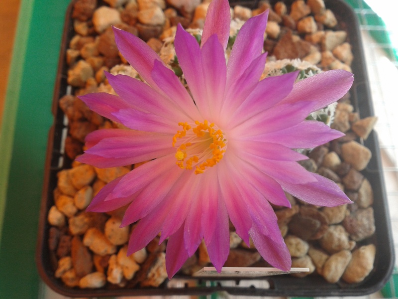 Mammillaria theresae 