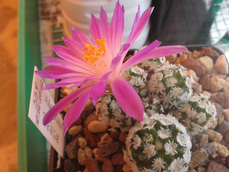 Mammillaria theresae 