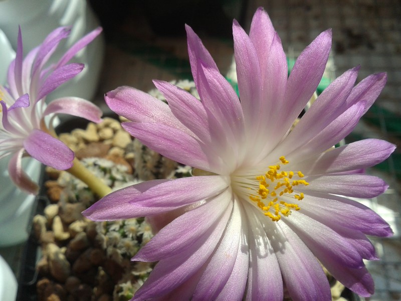 Mammillaria theresae 