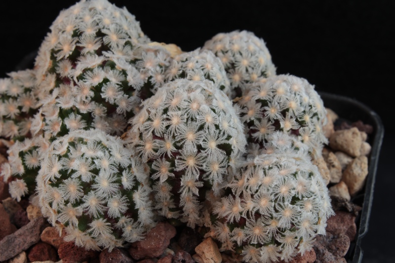 Mammillaria theresae 