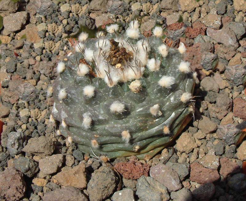 Turbinicarpus swobodae 