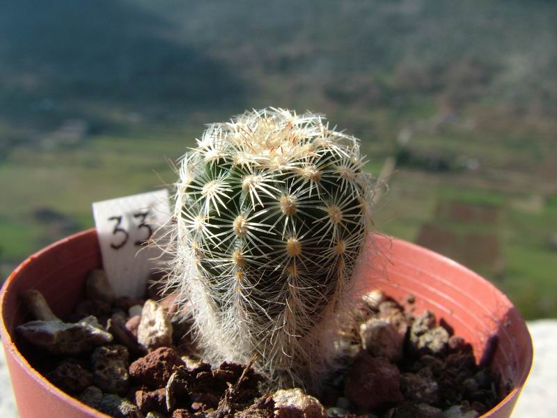 Echinocereus carmenensis SB 1476