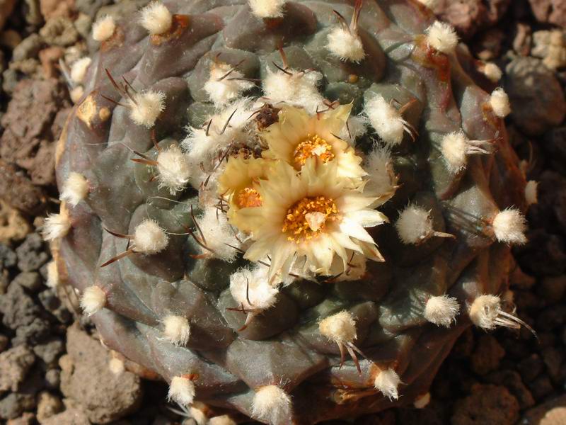 Turbinicarpus swobodae 