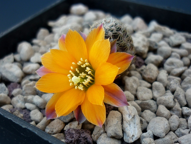 Rebutia rutiliflora FR 1113