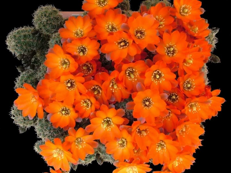 Rebutia steinmannii v. rauschii 