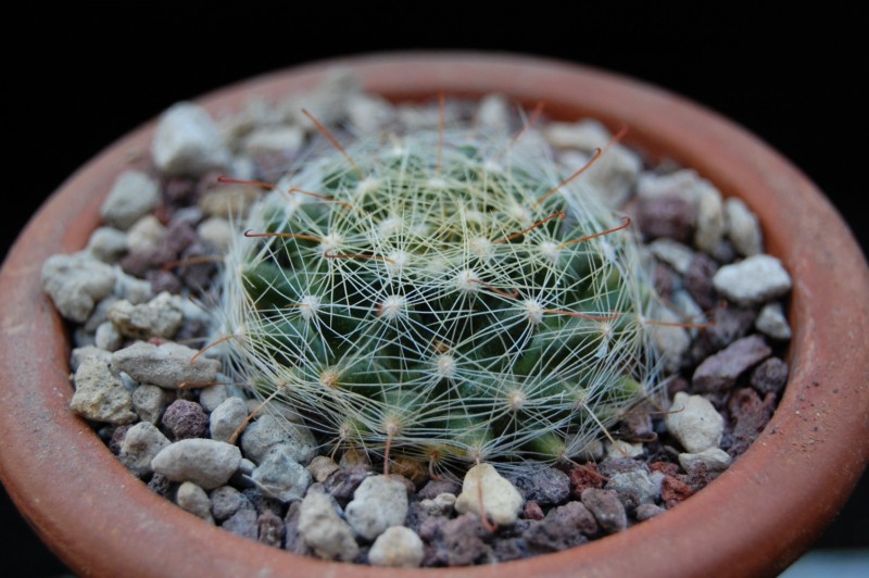 Mammillaria heidiae 