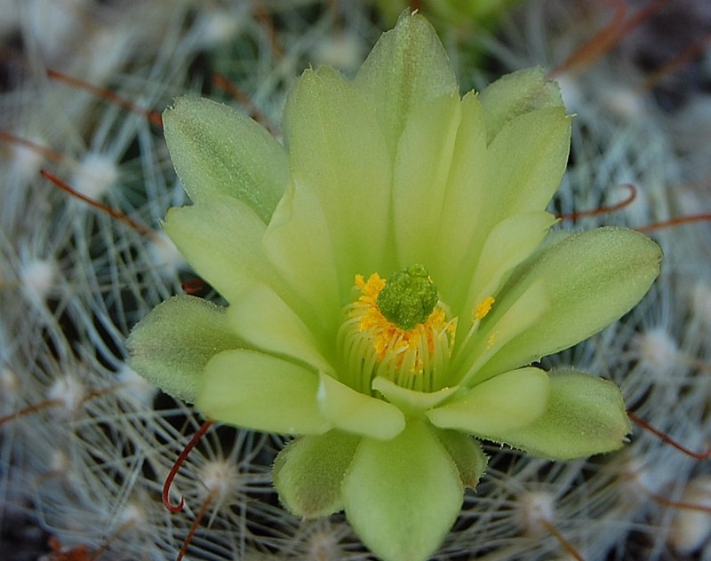 Mammillaria heidiae 