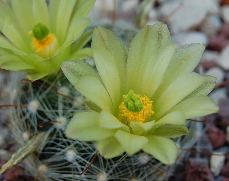 Mammillaria heidiae 