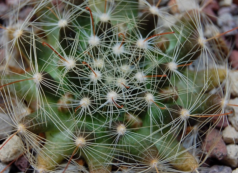 Mammillaria heidiae 