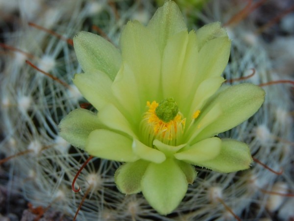 Mammillaria heidiae 