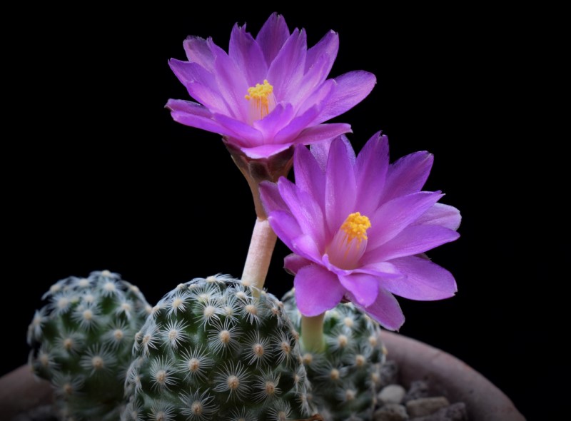 Mammillaria saboae ssp. goldii 