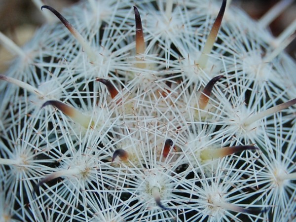 Mammillaria stella-de-tacubaya SB 1161