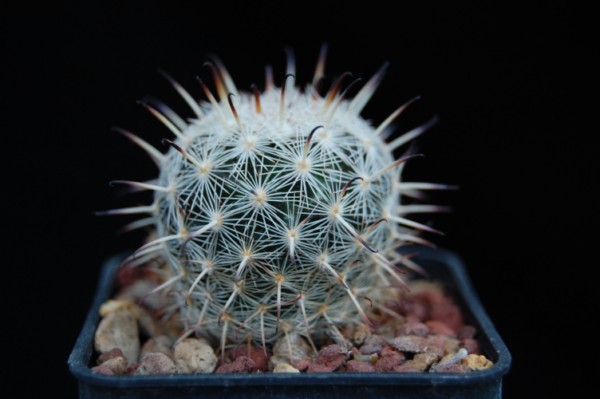 Mammillaria stella-de-tacubaya SB 1161