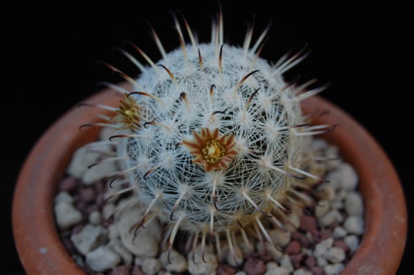 Mammillaria stella-de-tacubaya SB 1161