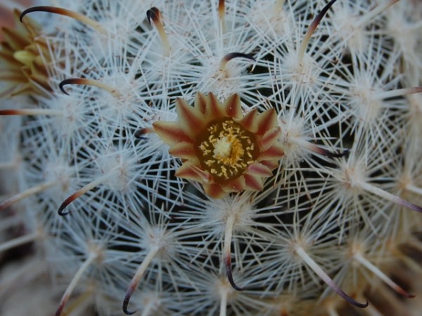 Mammillaria stella-de-tacubaya SB 1161