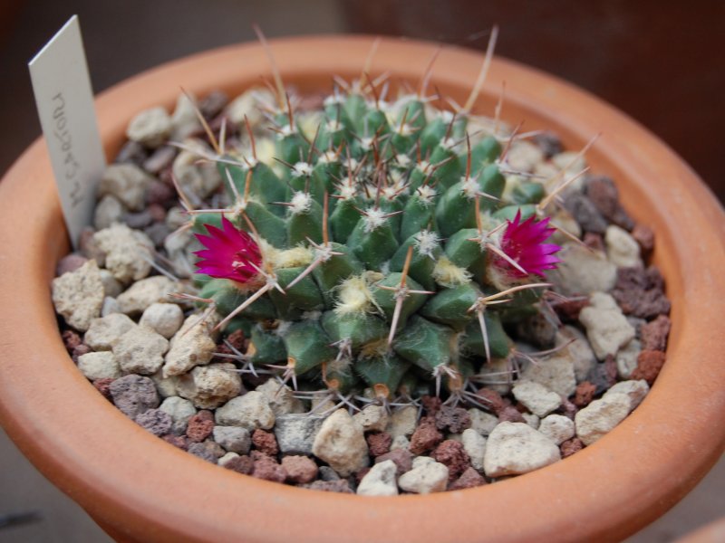 Mammillaria sartorii 