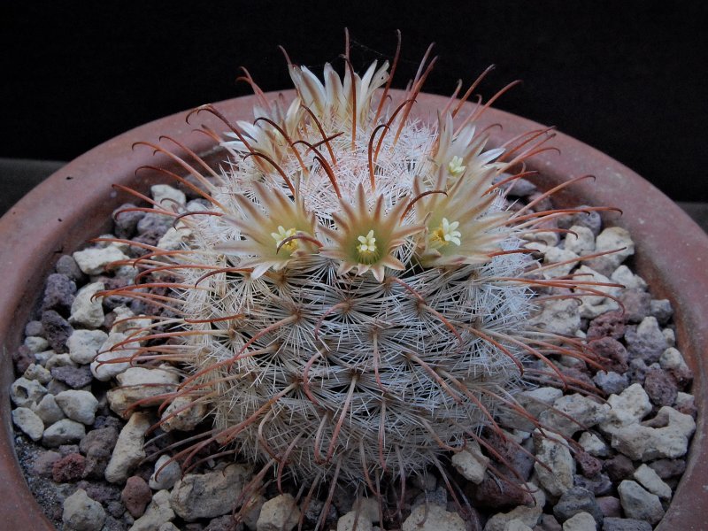 Mammillaria stella-de-tacubaya 