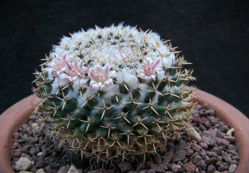 Mammillaria eumorpha REP 2264