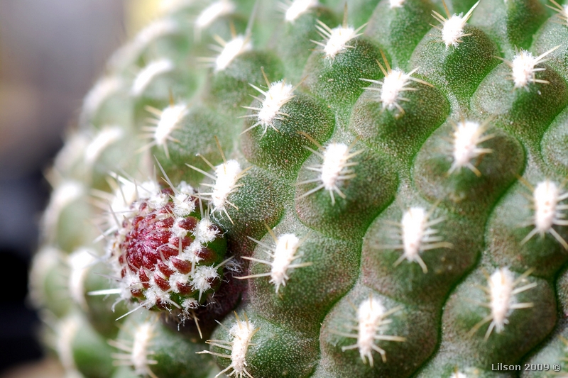 Rebutia krainziana 