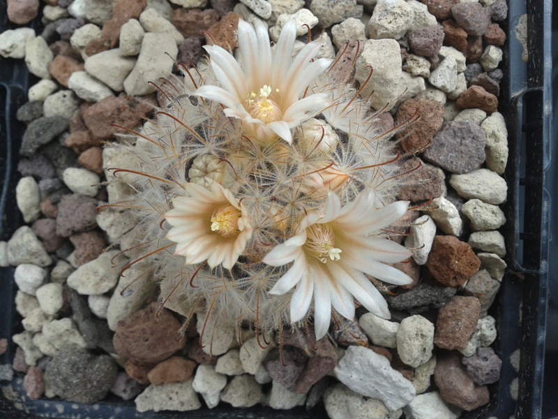 Mammillaria pennispinosa MG 830