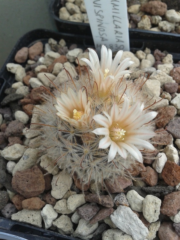 Mammillaria pennispinosa MG 830