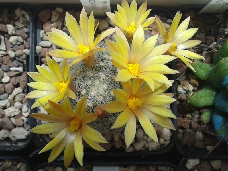 Mammillaria baumii 