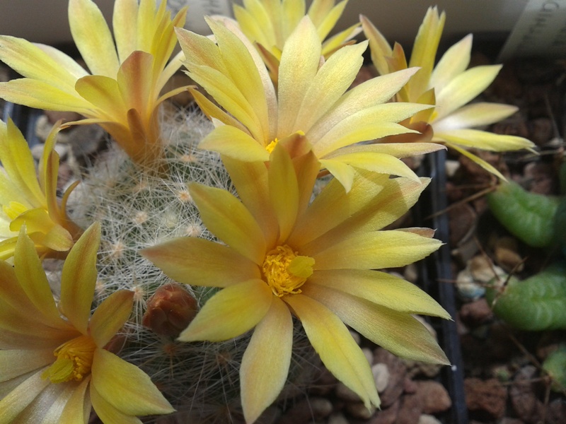 Mammillaria baumii 
