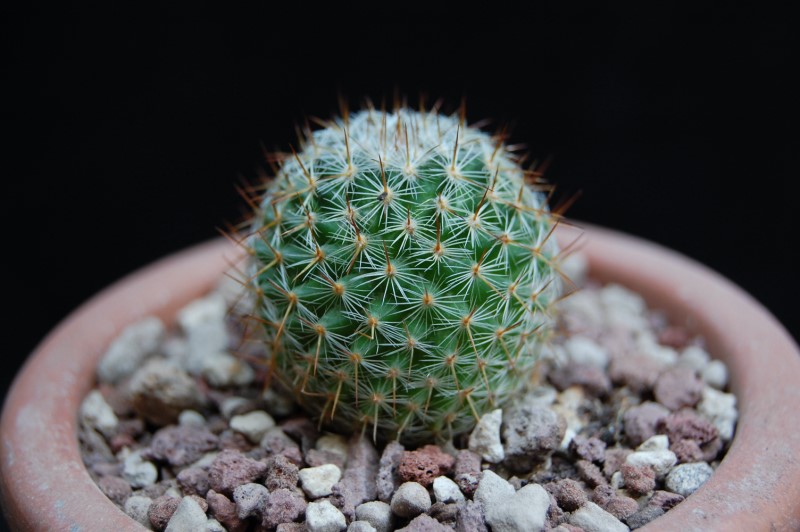 Mammillaria albilanata ssp. oaxacana 