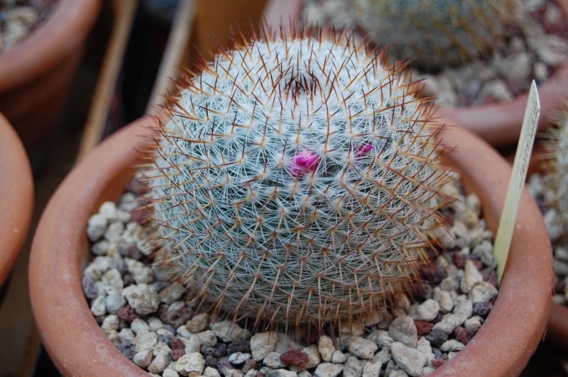 Mammillaria albilanata ssp. oaxacana 