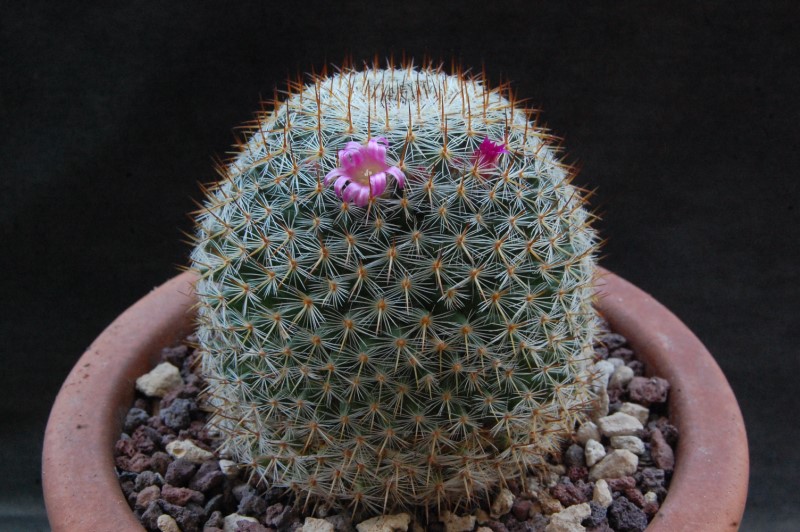 Mammillaria albilanata ssp. oaxacana 