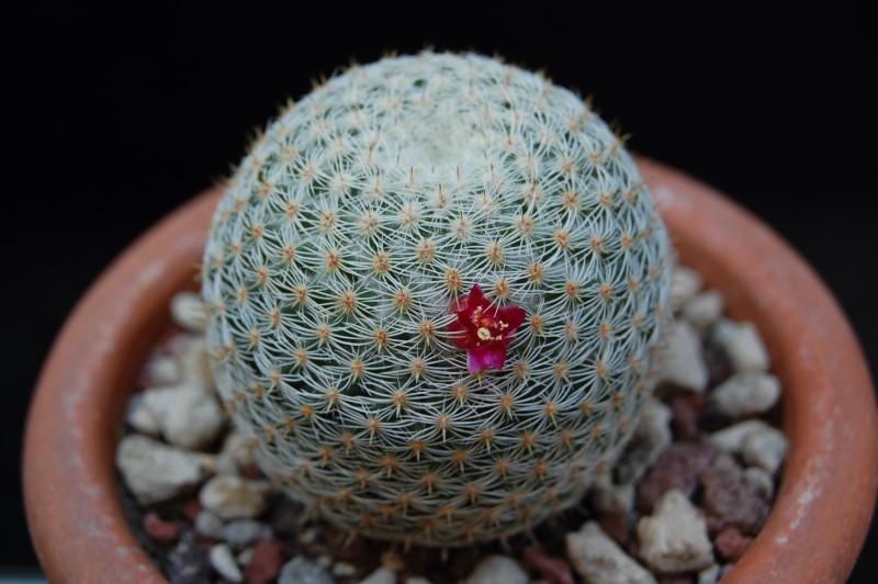 Mammillaria albilanata REP 1262