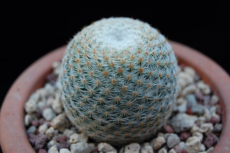 Mammillaria albilanata REP 1262