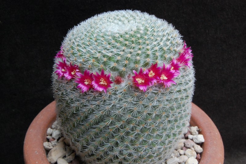 Mammillaria albilanata REP 1262