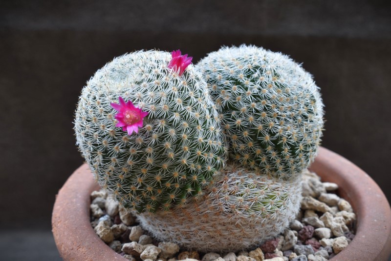 Mammillaria albilanata REP 1262