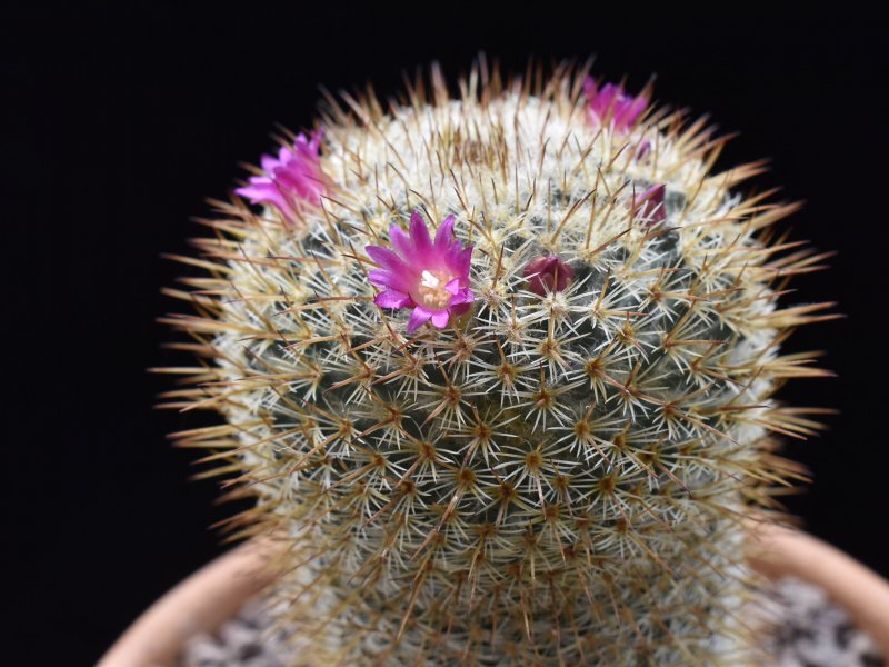 Mammillaria albilanata ssp. tegelbergiana REP 961