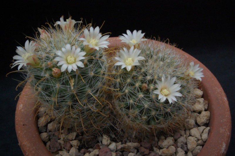 Mammillaria gilensis REP 1739