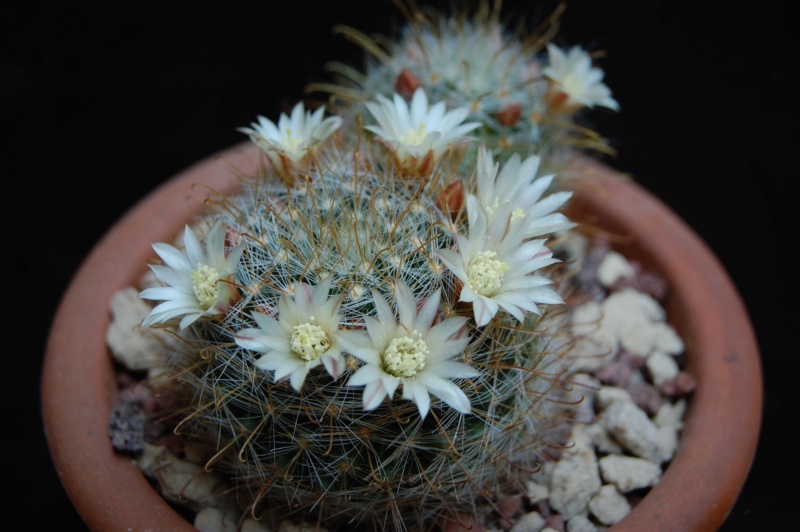 Mammillaria gilensis REP 1739