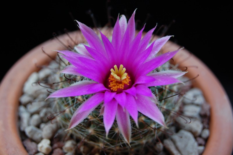 Mammillaria wrightii 