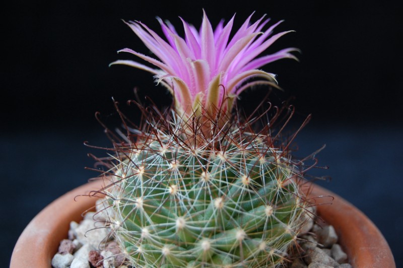 Mammillaria wrightii 