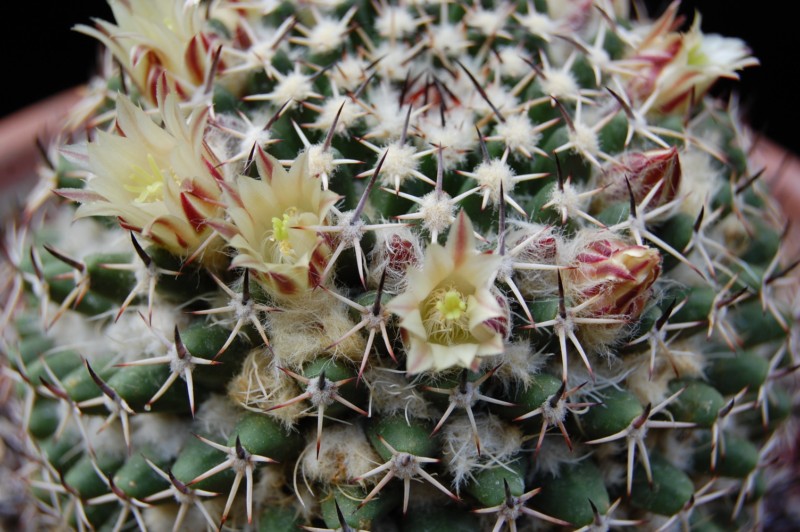 Mammillaria confusa Z 202