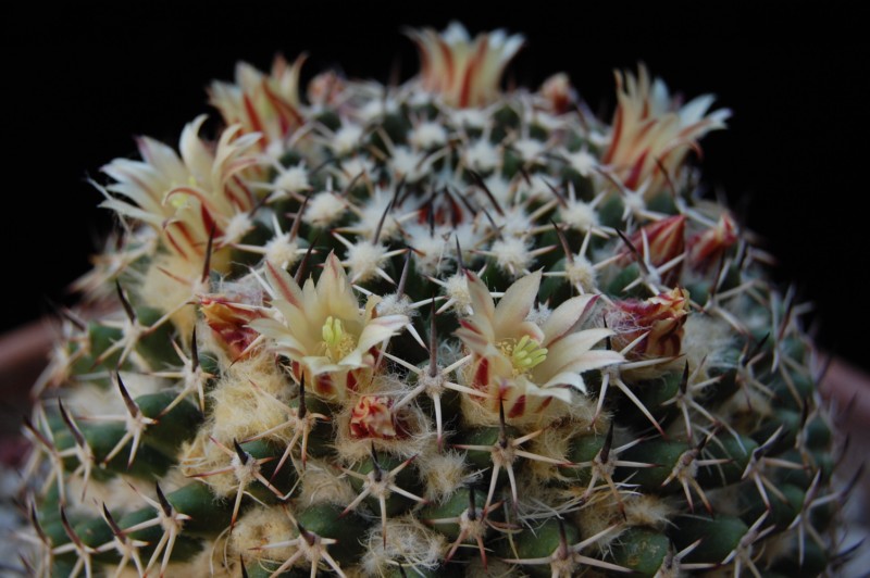 Mammillaria confusa Z 202