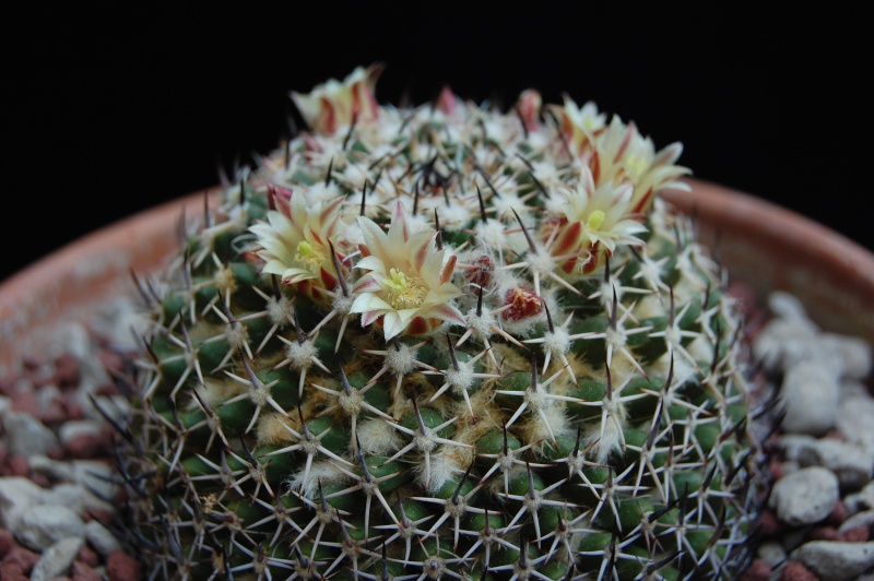 Mammillaria confusa Z 202