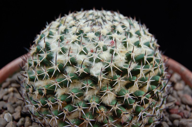 Mammillaria confusa Z 202