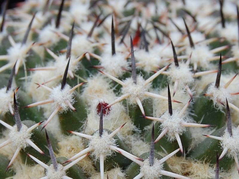 Mammillaria confusa Z 202