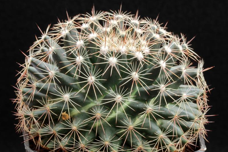 Mammillaria heyderi ssp. hemisphaerica CSD 202