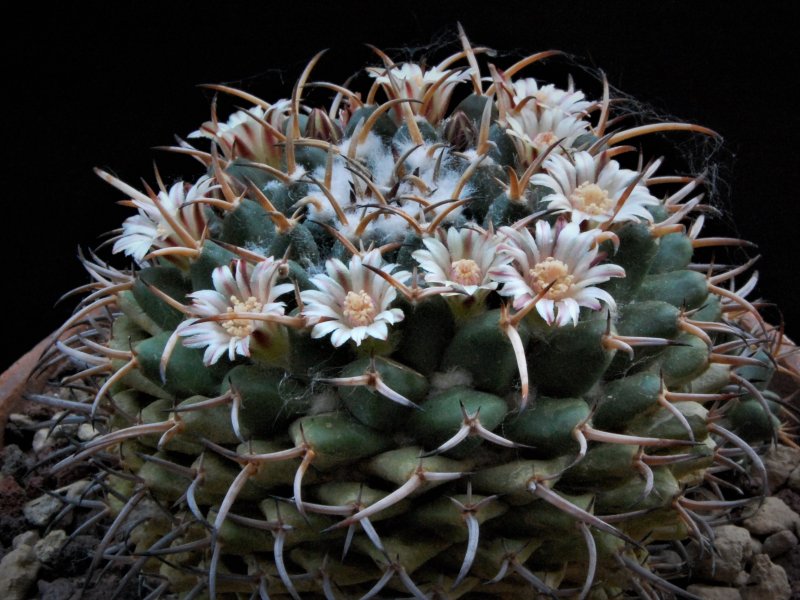 Mammillaria magnimamma BZ 73