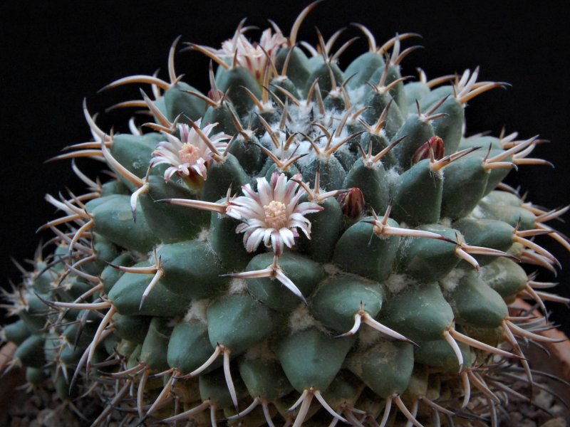 Mammillaria magnimamma BZ 73