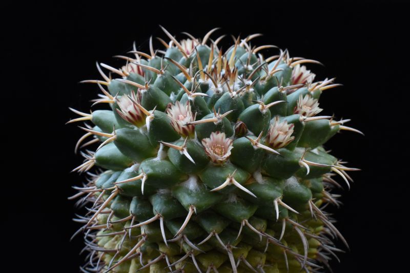 Mammillaria magnimamma BZ 73