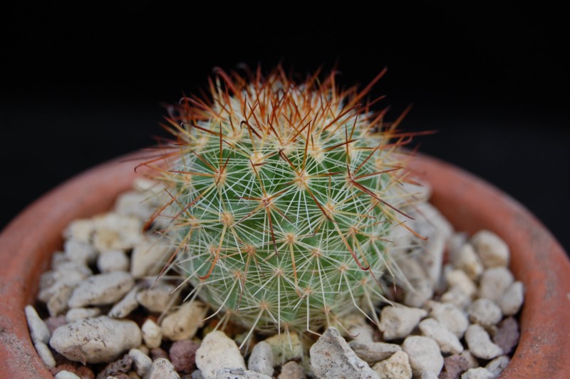 Mammillaria kladiwae 