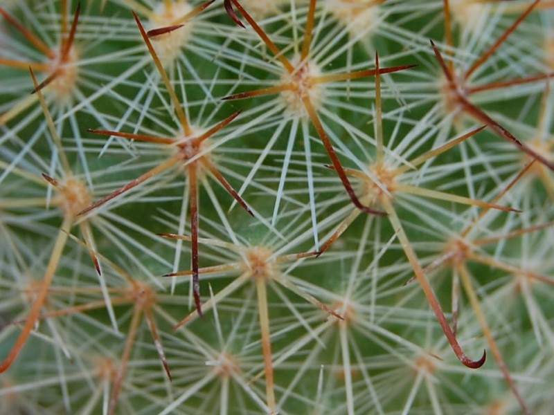 Mammillaria kladiwae 